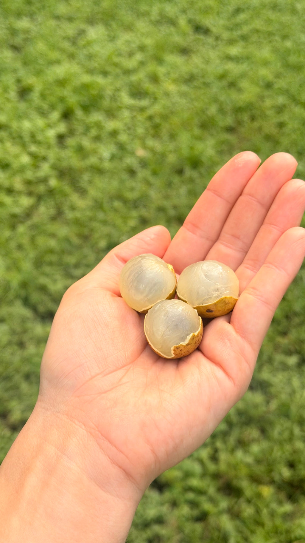 Longan Fruit Box