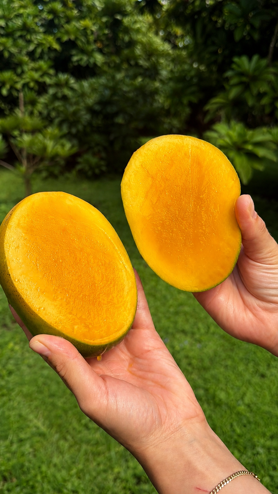 Keitt Mango Box