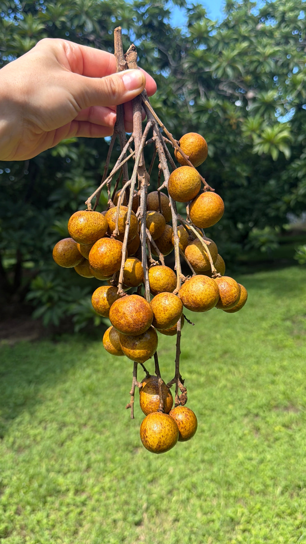 Longan Fruit Box