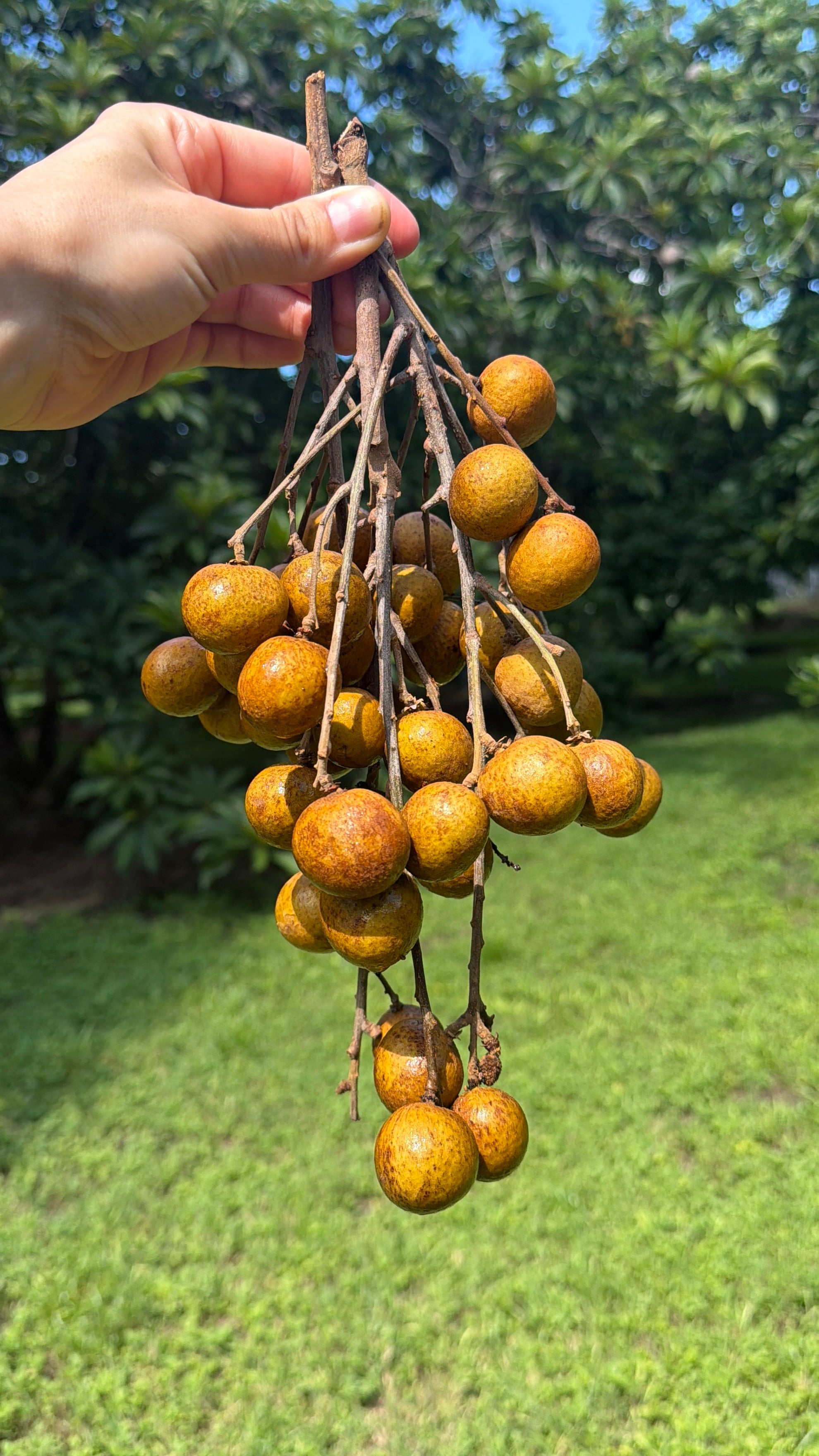 Longan Fruit Box