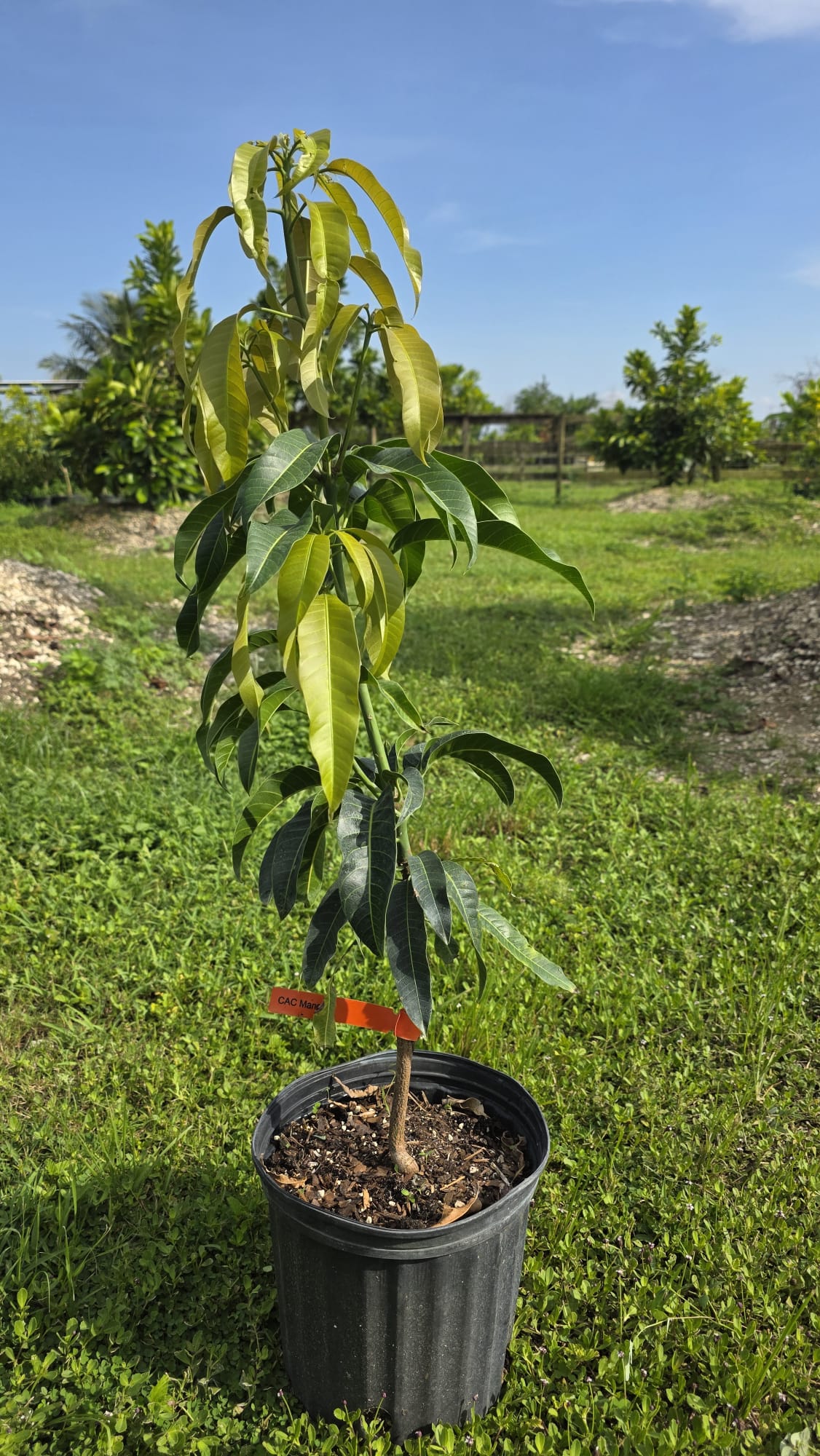 CAC Mango Potted Tree