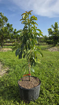 Choquette Avocado Tree