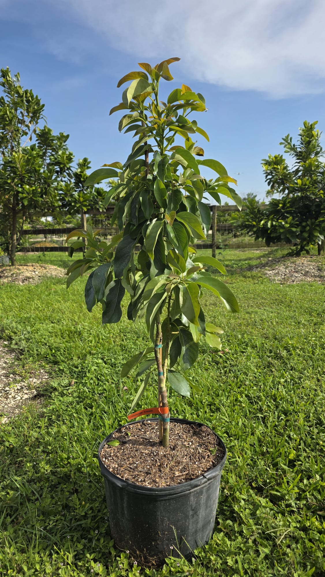 Choquette Avocado Tree