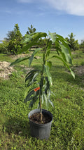 Cogshall Mango Potted Tree
