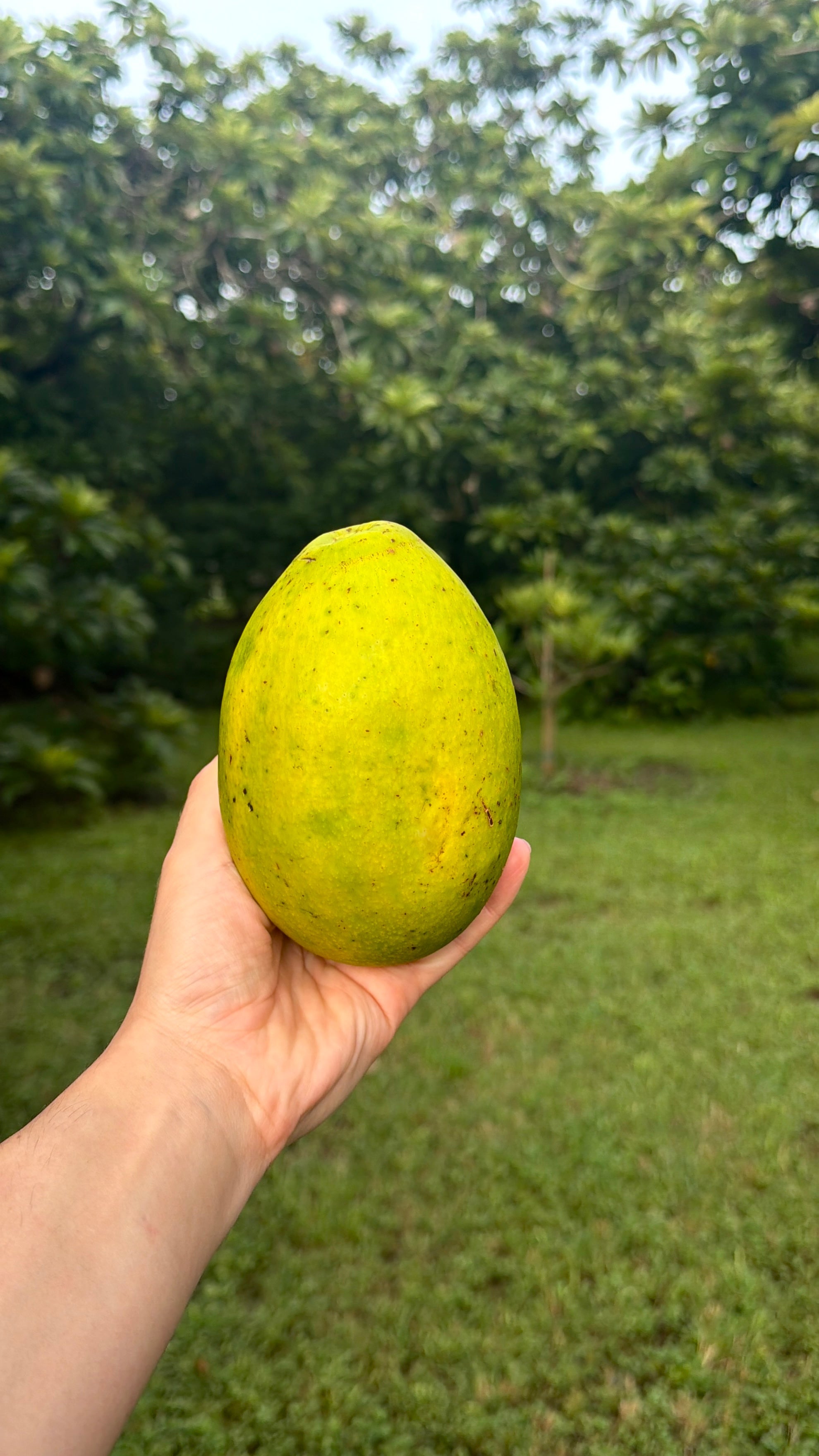Dupuis Avocado Box