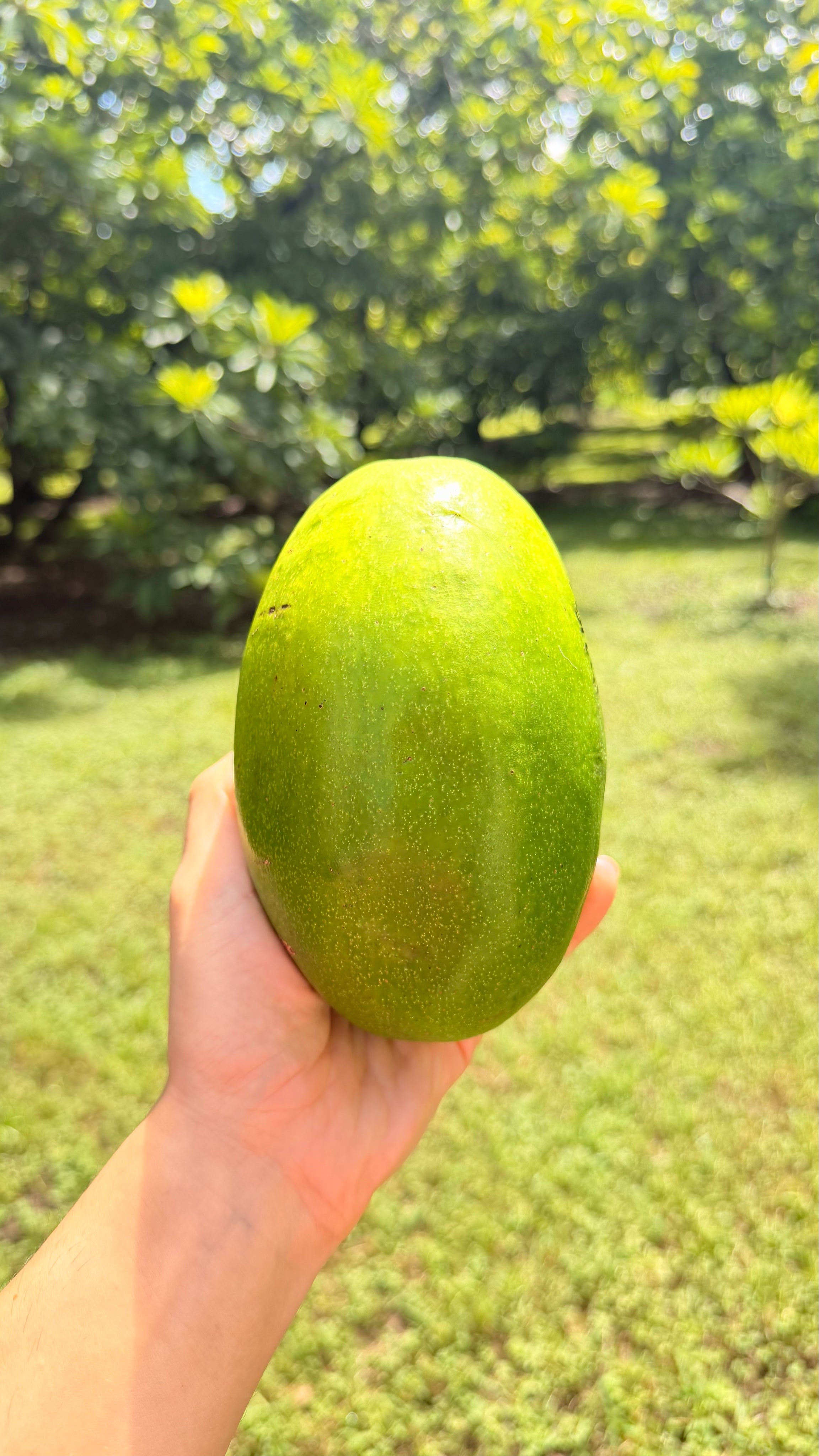 Dupuis Avocado Box