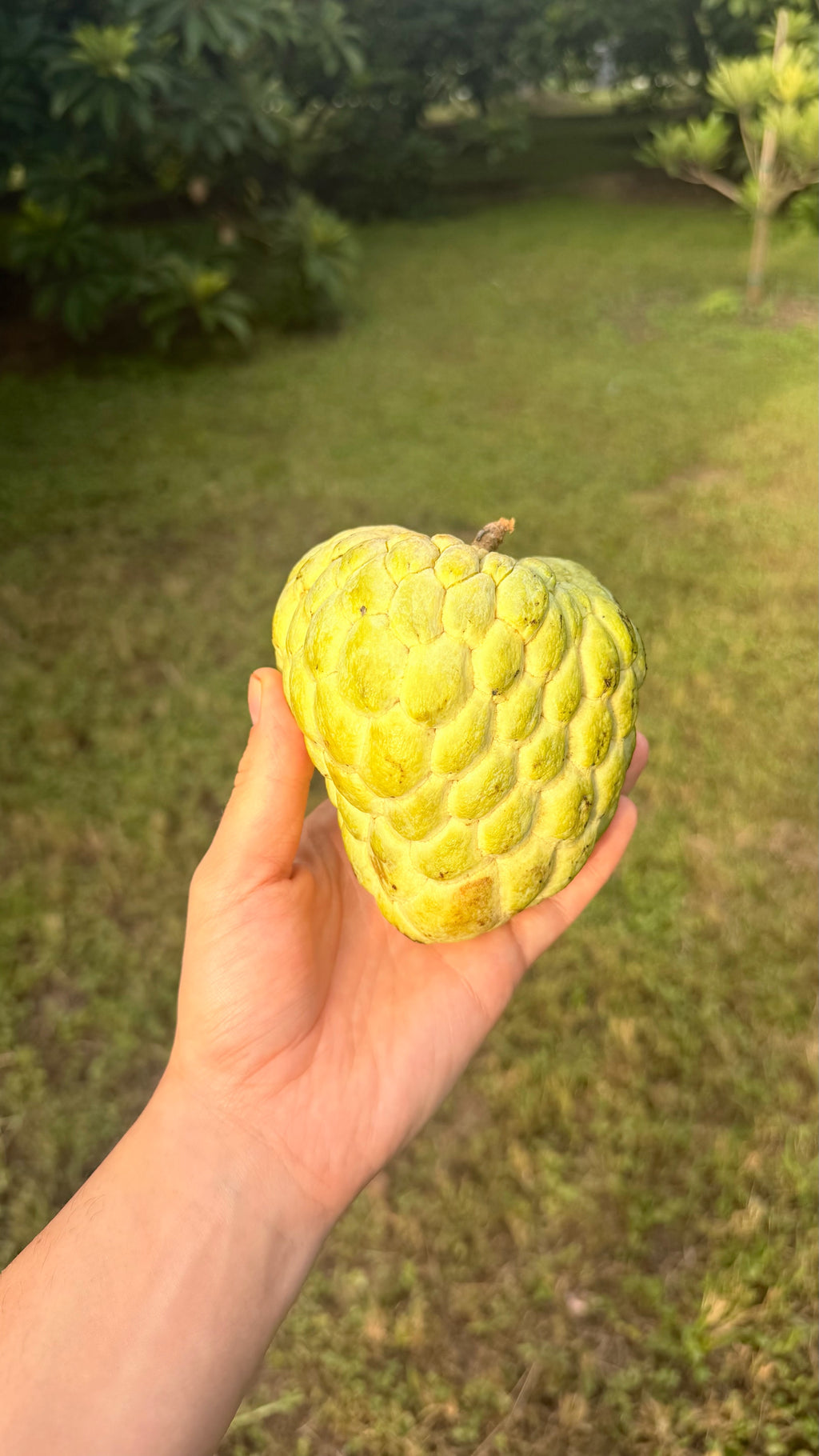 Atemoya Fruit Box