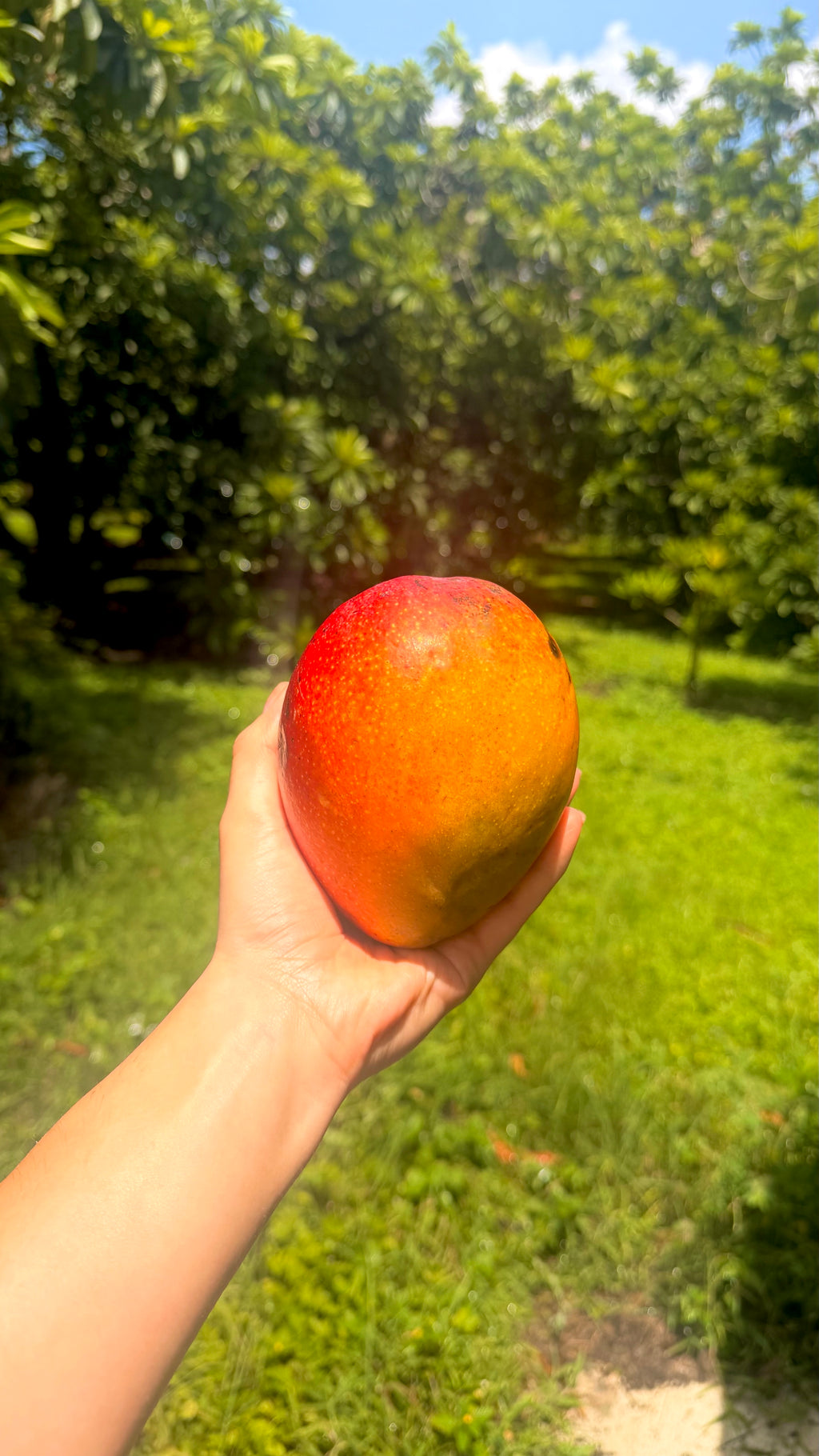 Tommy Atkins Mango 10lbs Box