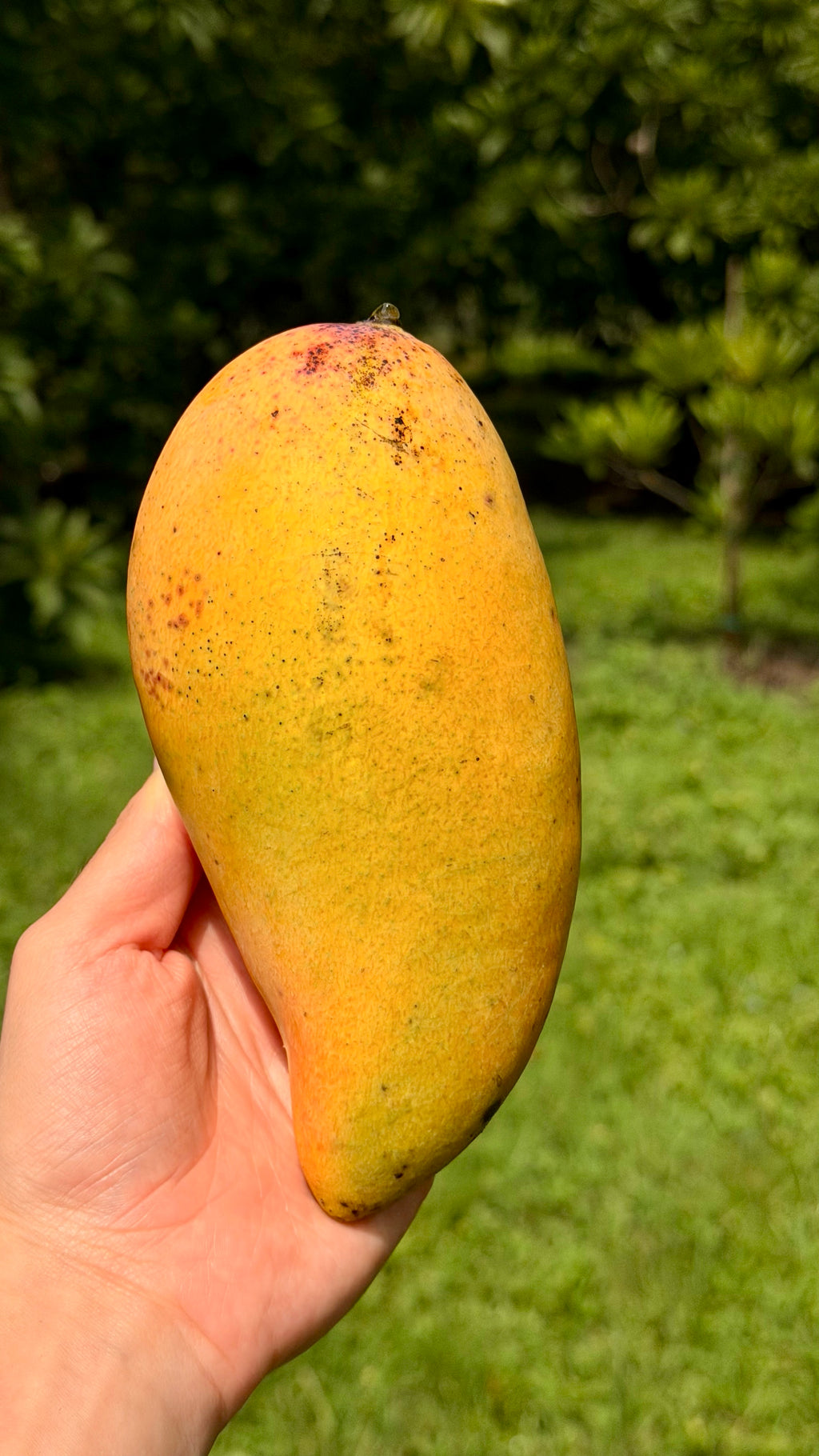 Nam Dok Mai Mango Box