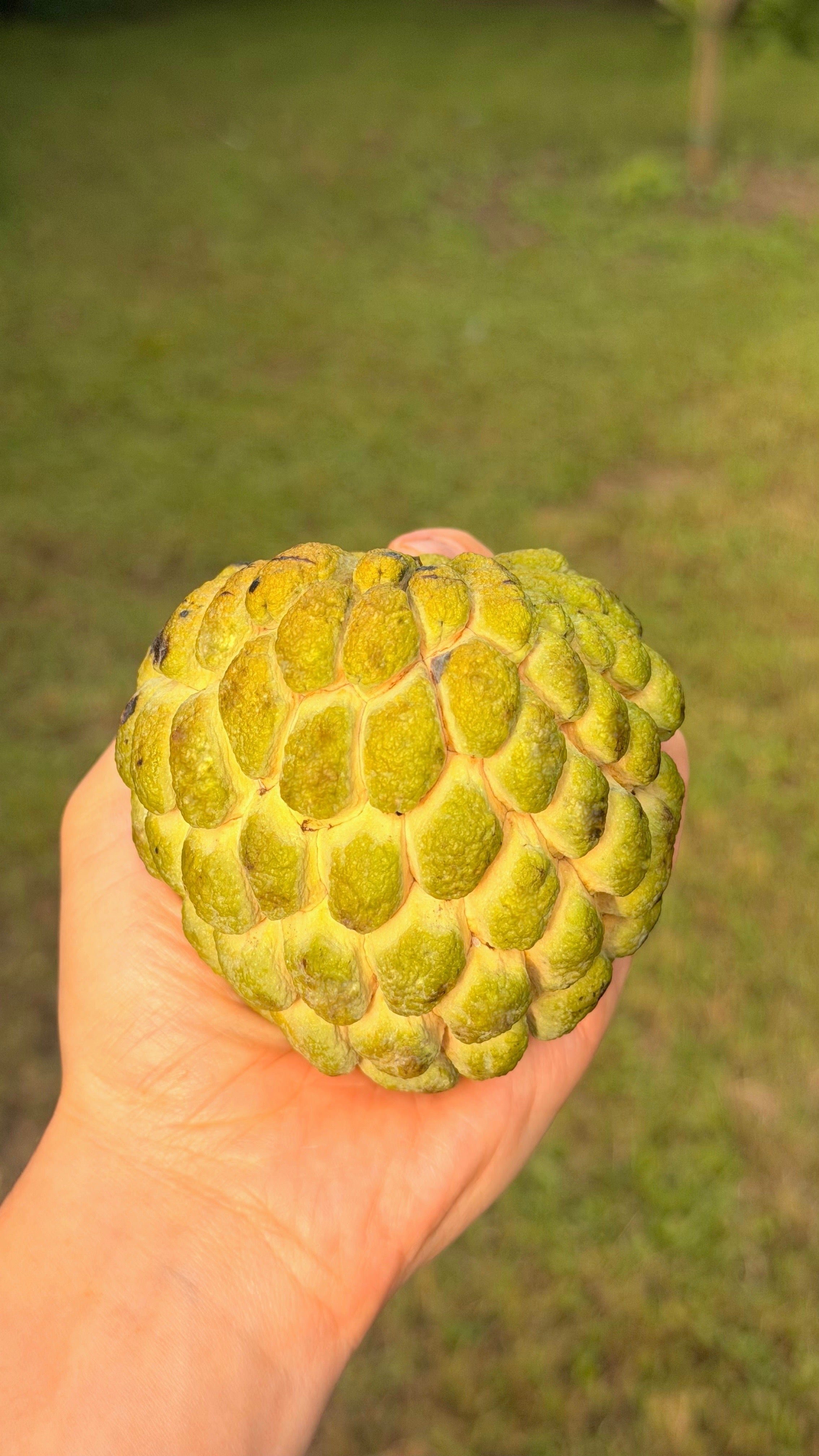 Sugar Apple Annona Box