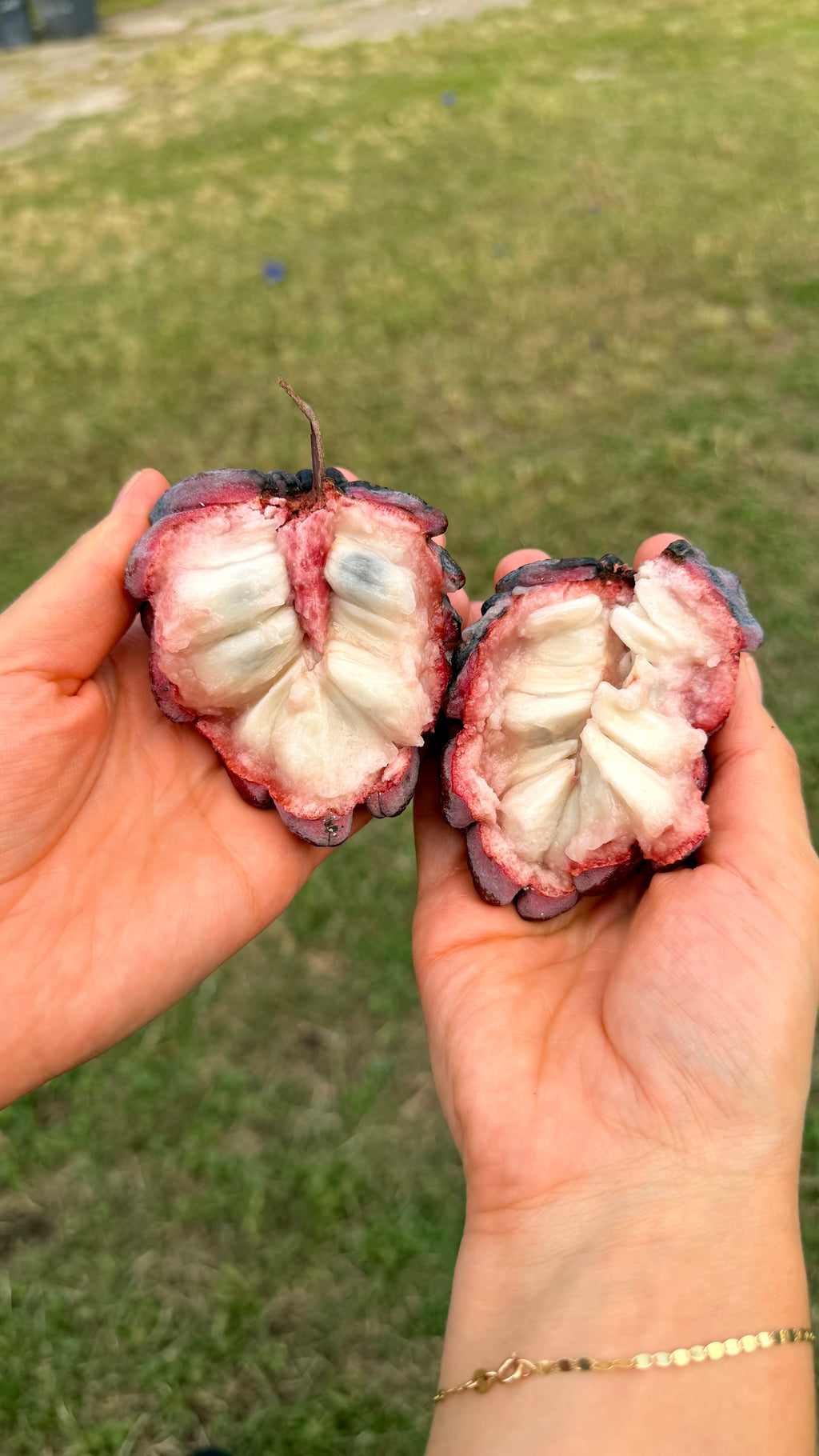 Red Sugar Apple Annona Box