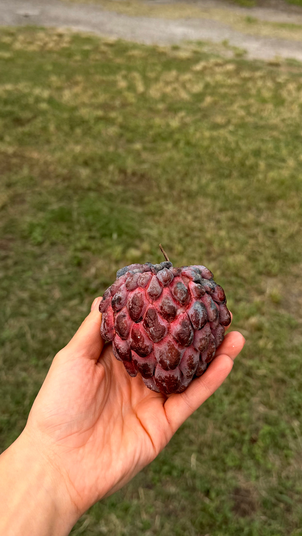 Red Sugar Apple Annona Box