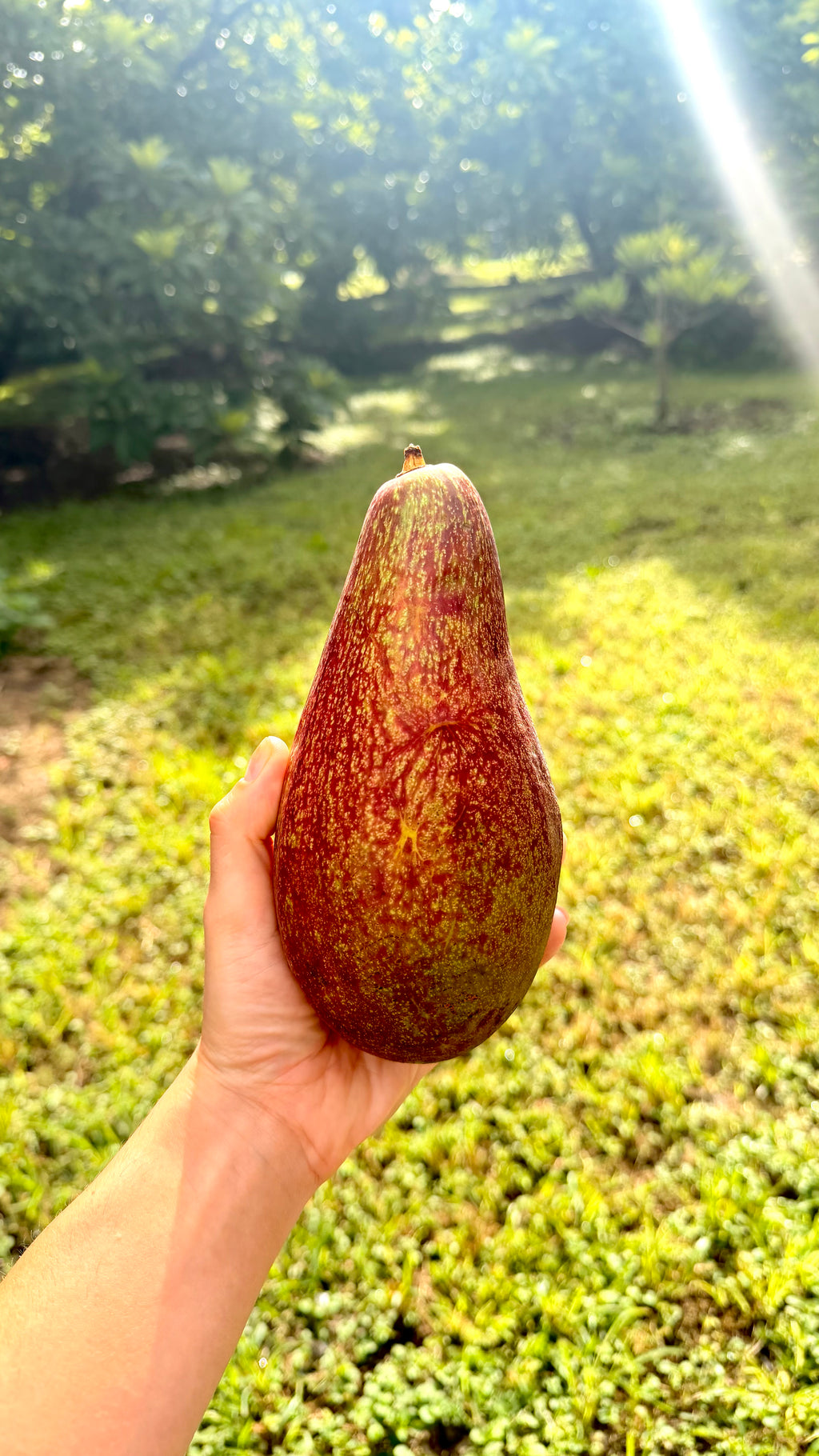 Hardee Avocado "Hardee Red" Box