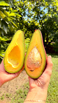 Hardee Avocado "Hardee Red" Box