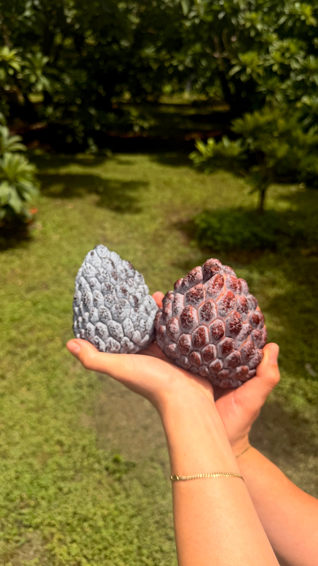 Kampong Mauve Sugar Apple Box