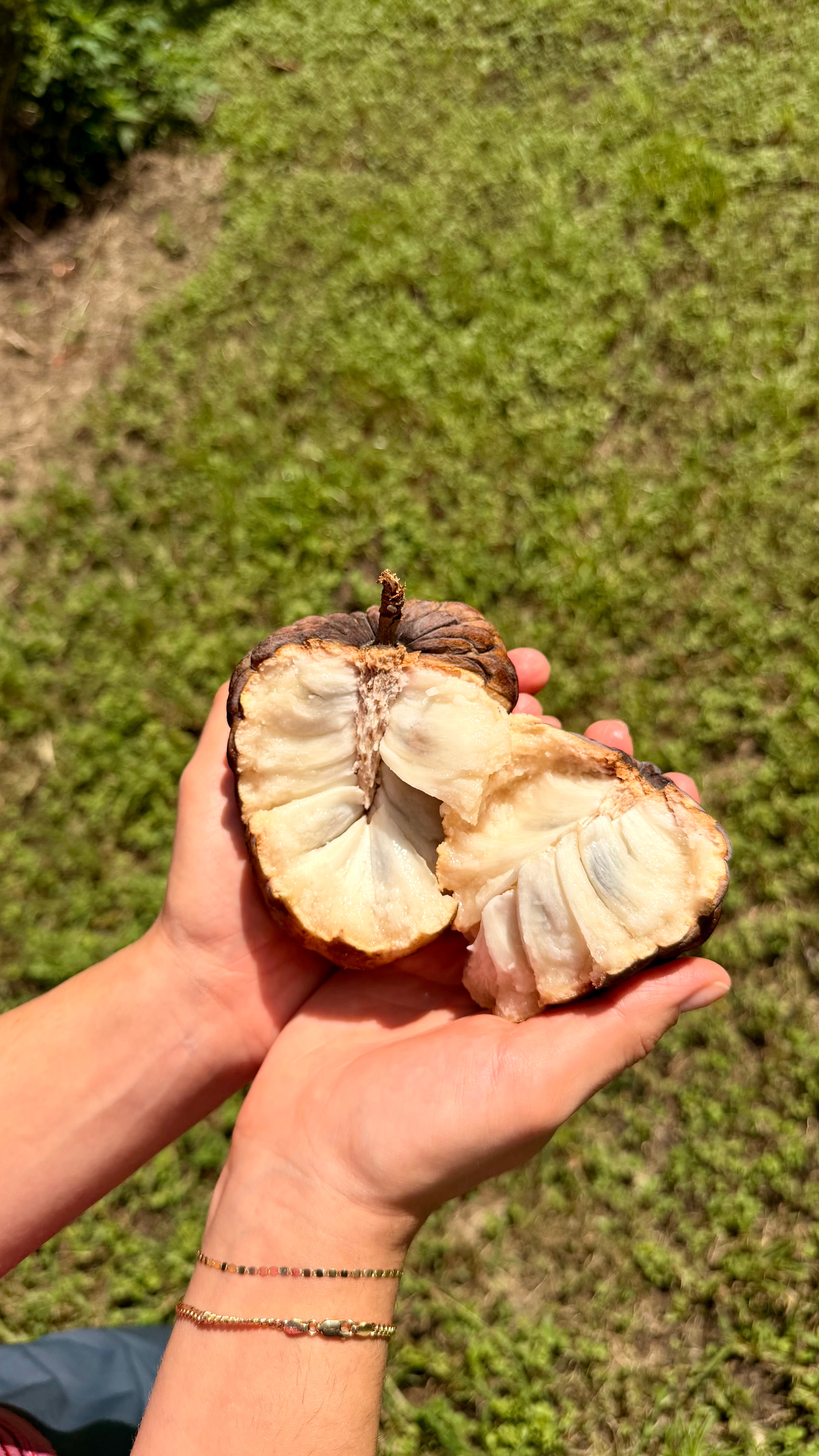 Atemoya Fruit Box