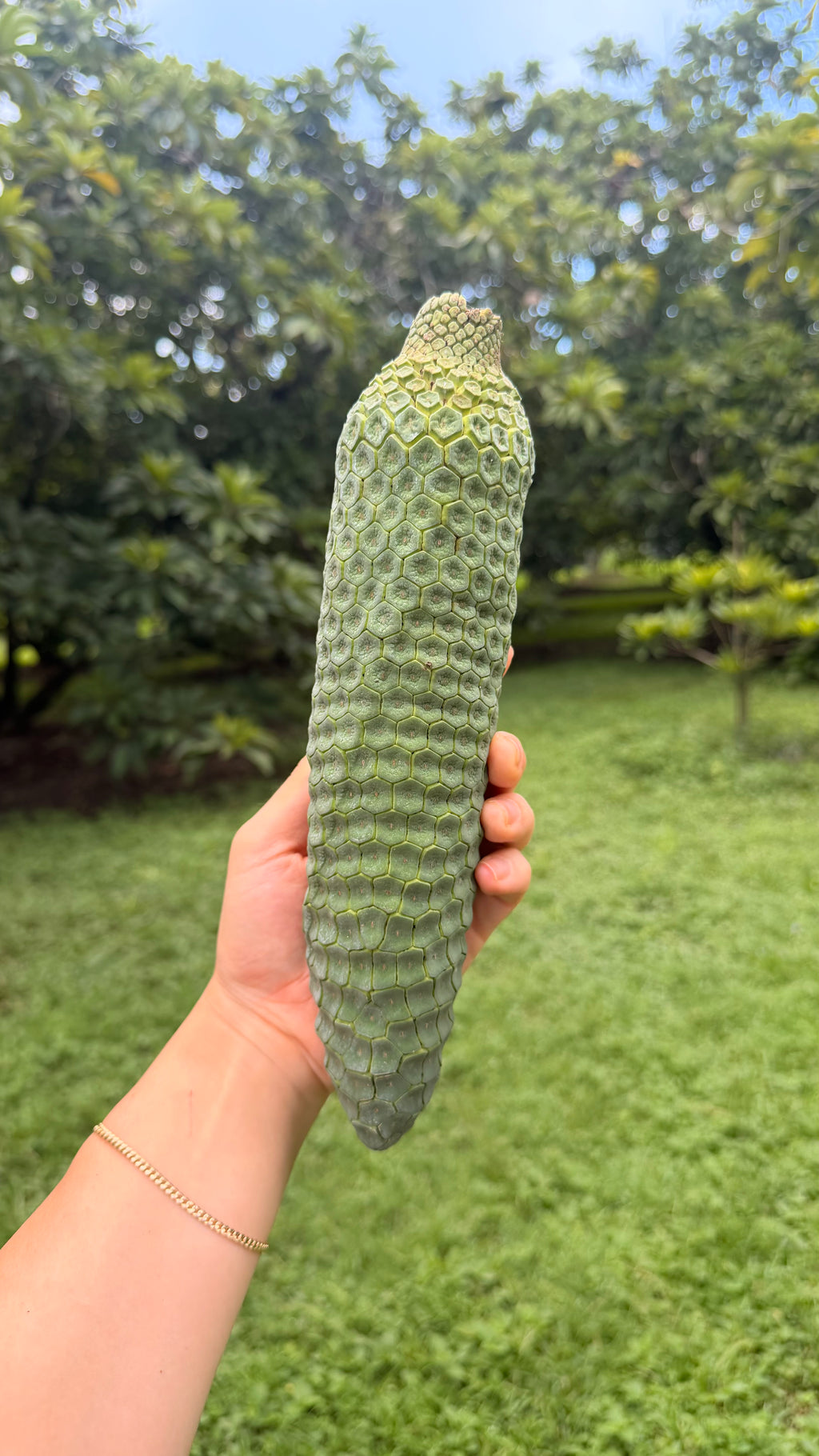 Monstera Deliciosa Box