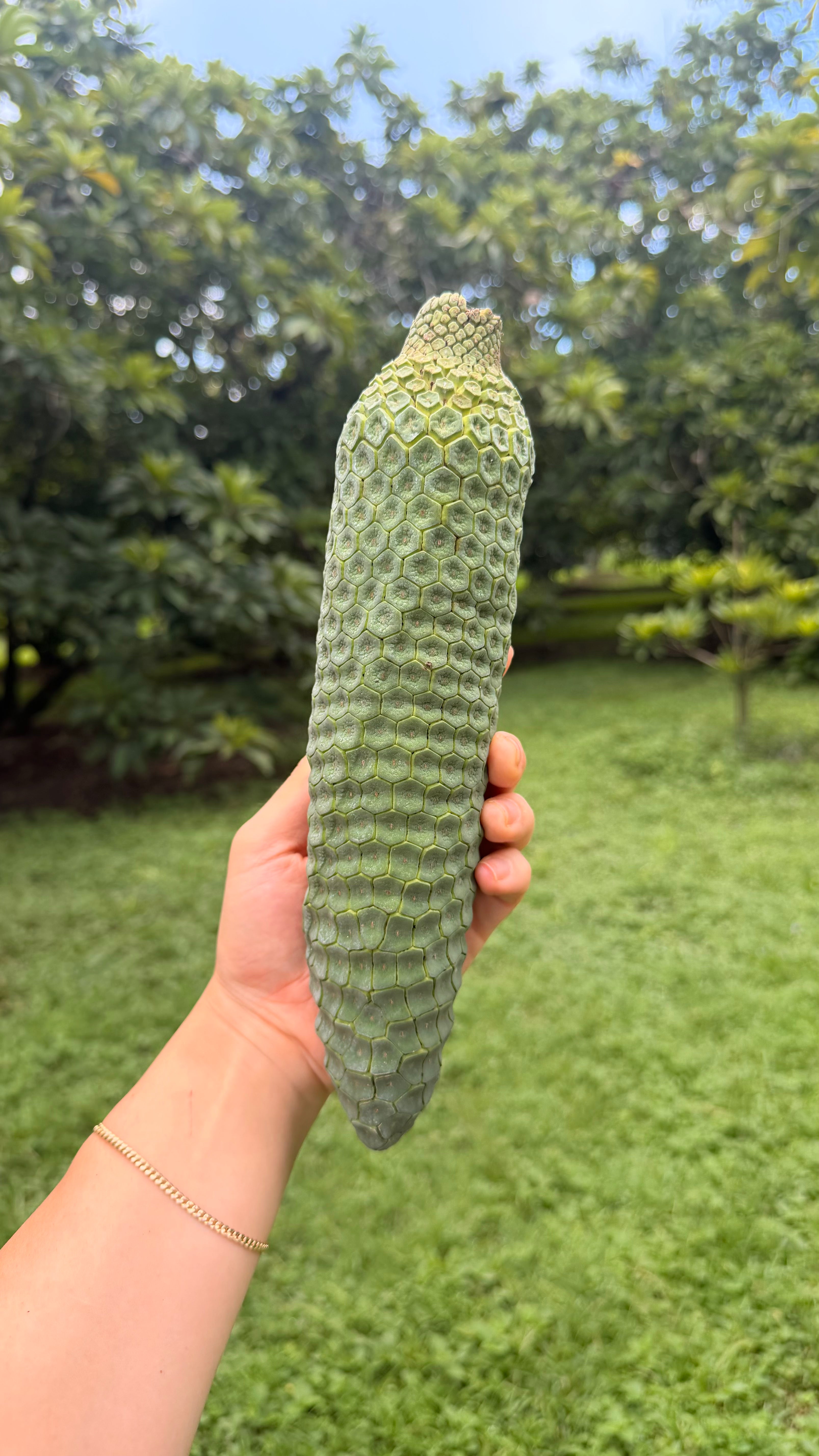 Monstera Deliciosa Box