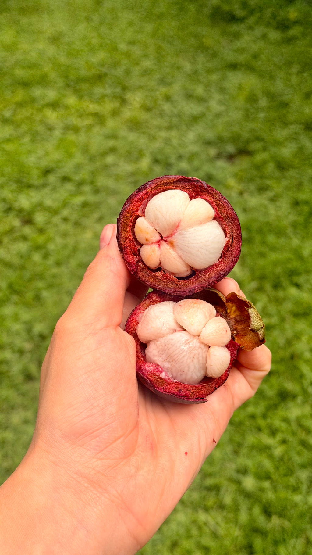Mangosteen Fruit Box
