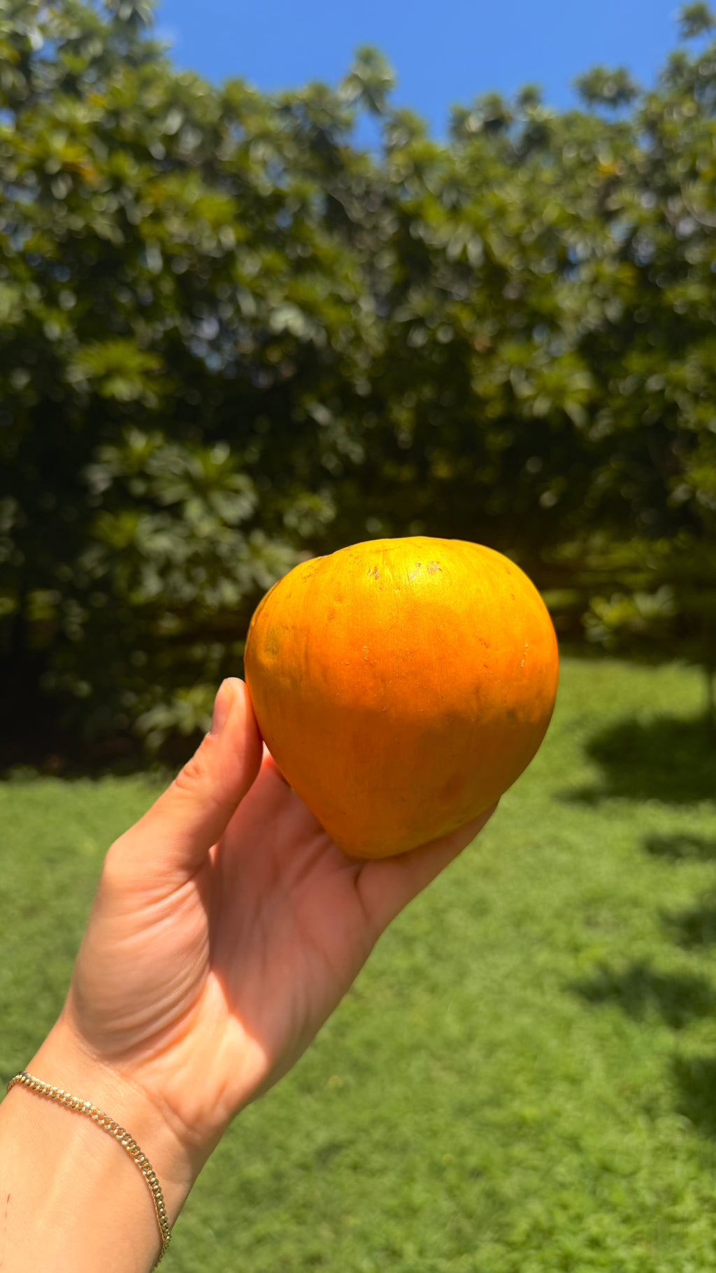 Eggfruit (Canistel) Box
