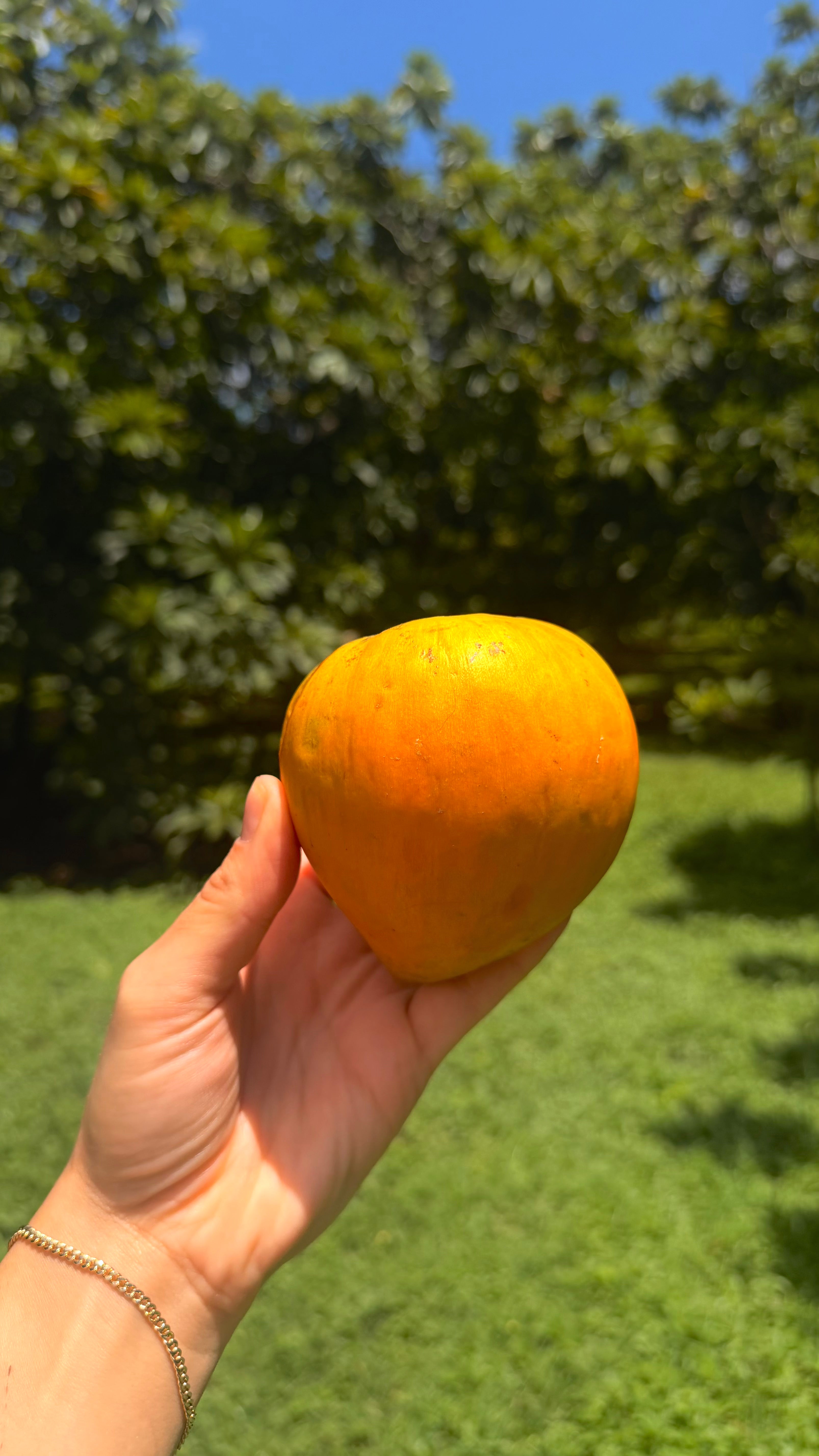 Eggfruit (Canistel) Box