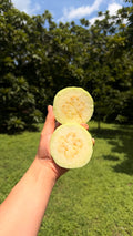 White Guava Box