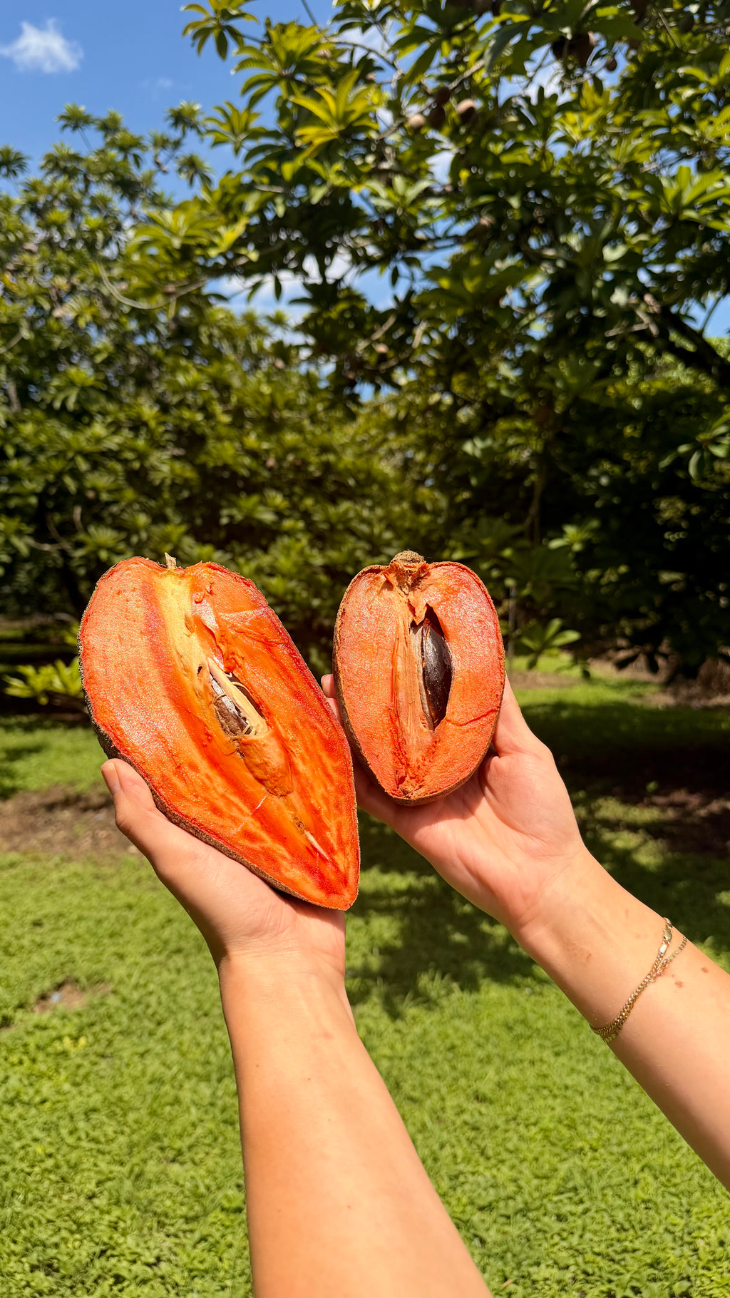 Mamey Variety Pack Box – Magaña, Lorito & Key West