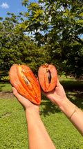Mamey Variety Pack Box – Magaña, Lorito & Key West