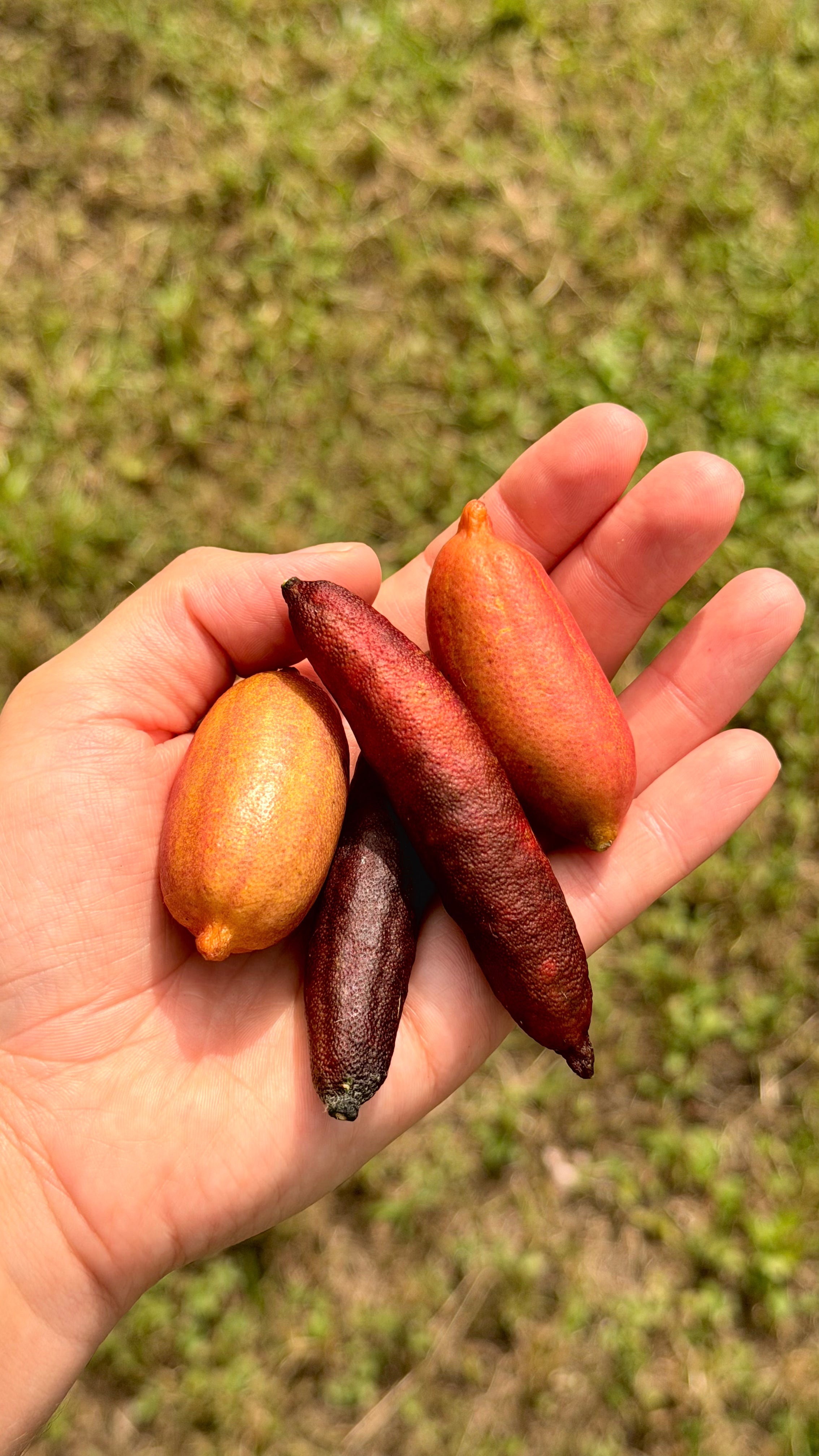 Red Finger Lime Box