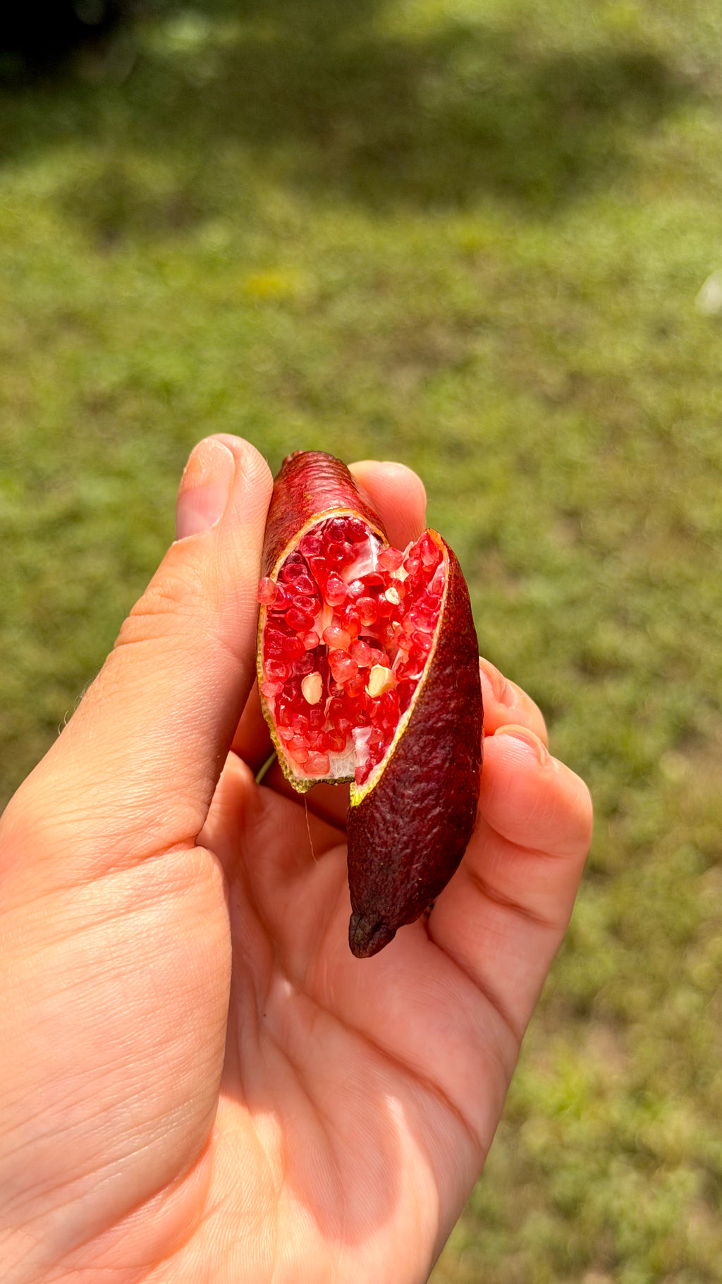 Red Finger Lime Box