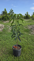 Glenn Mango Potted Tree