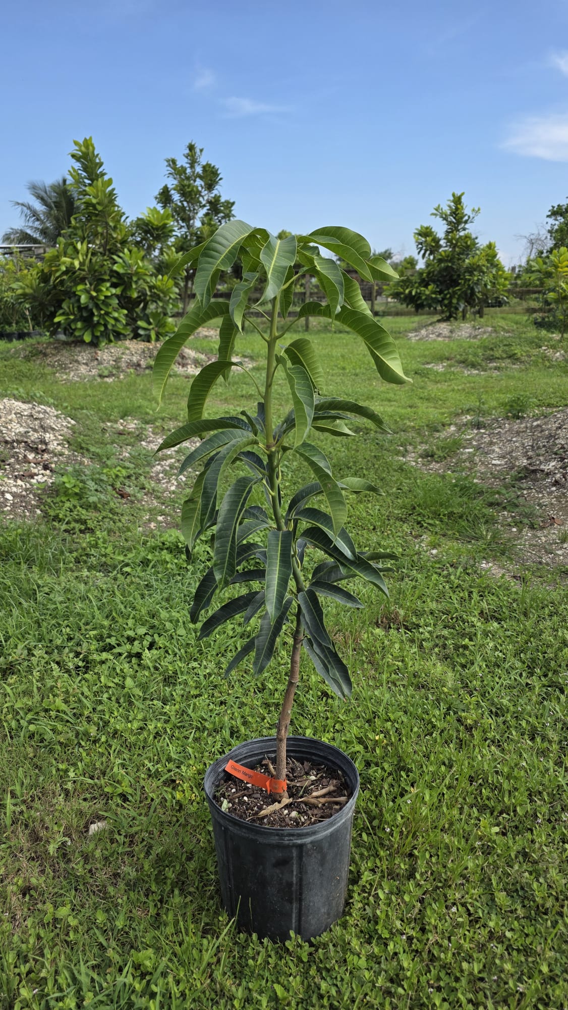 Glenn Mango Potted Tree