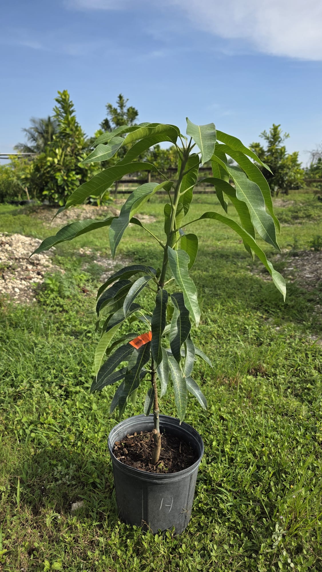 Haden Mango Tree