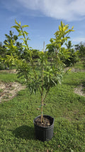 Hasya Sapodilla Tree