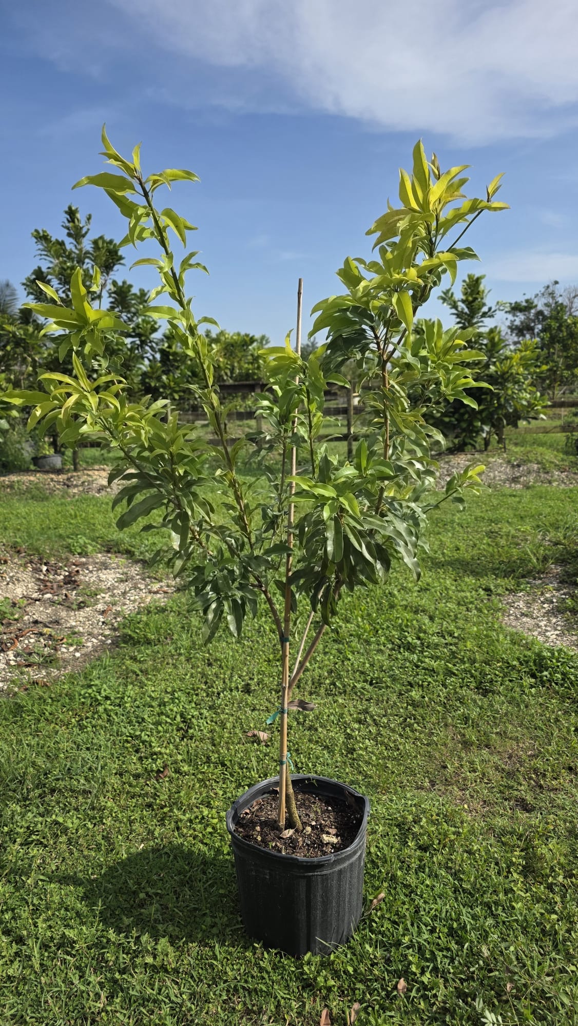 Hasya Sapodilla Tree