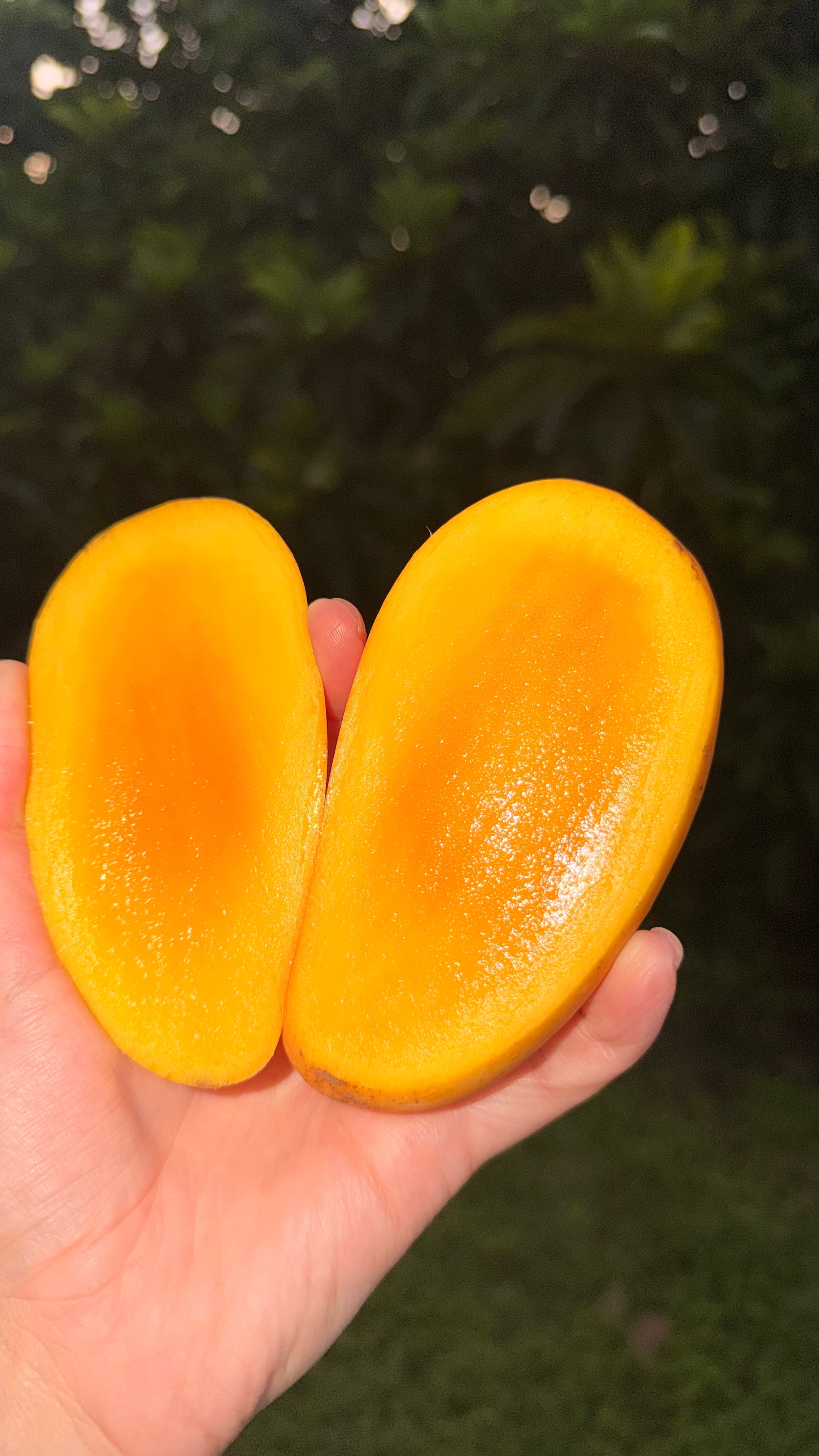 Hindi Basenara Mango Box