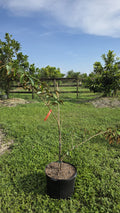 Hipolito Star Apple
