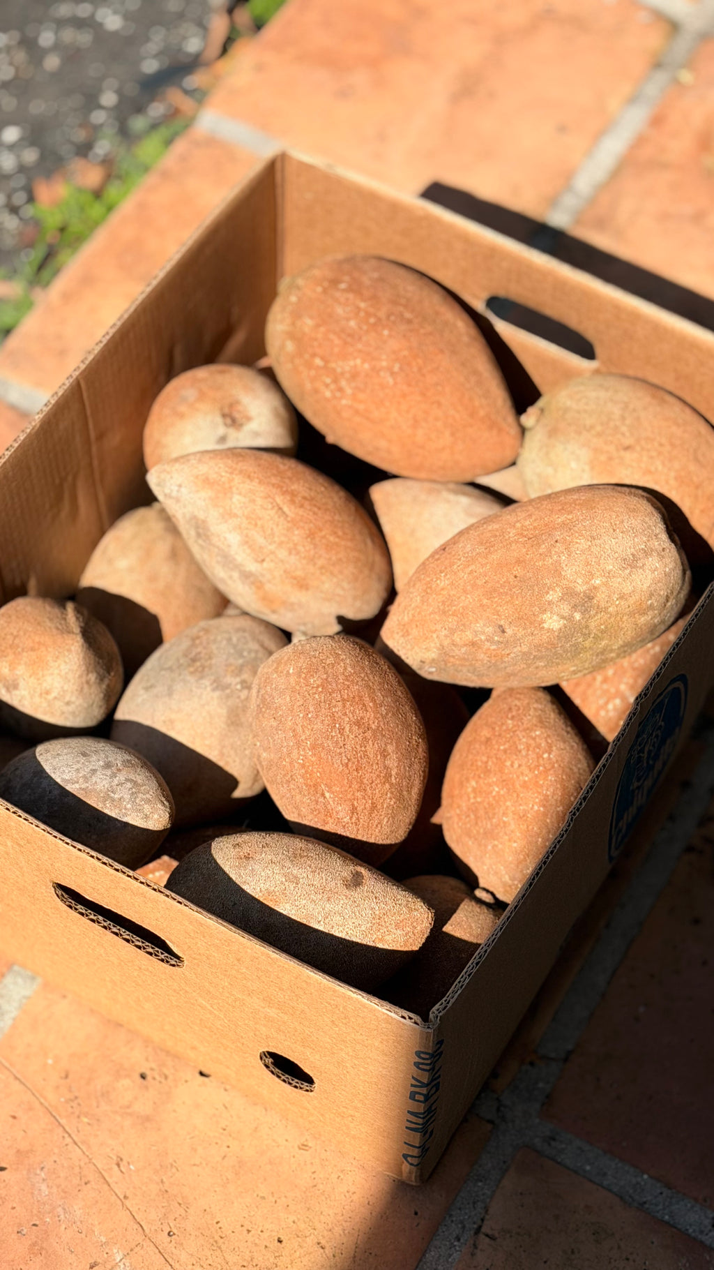 Mamey Variety Pack Box – Magaña, Lorito & Key West
