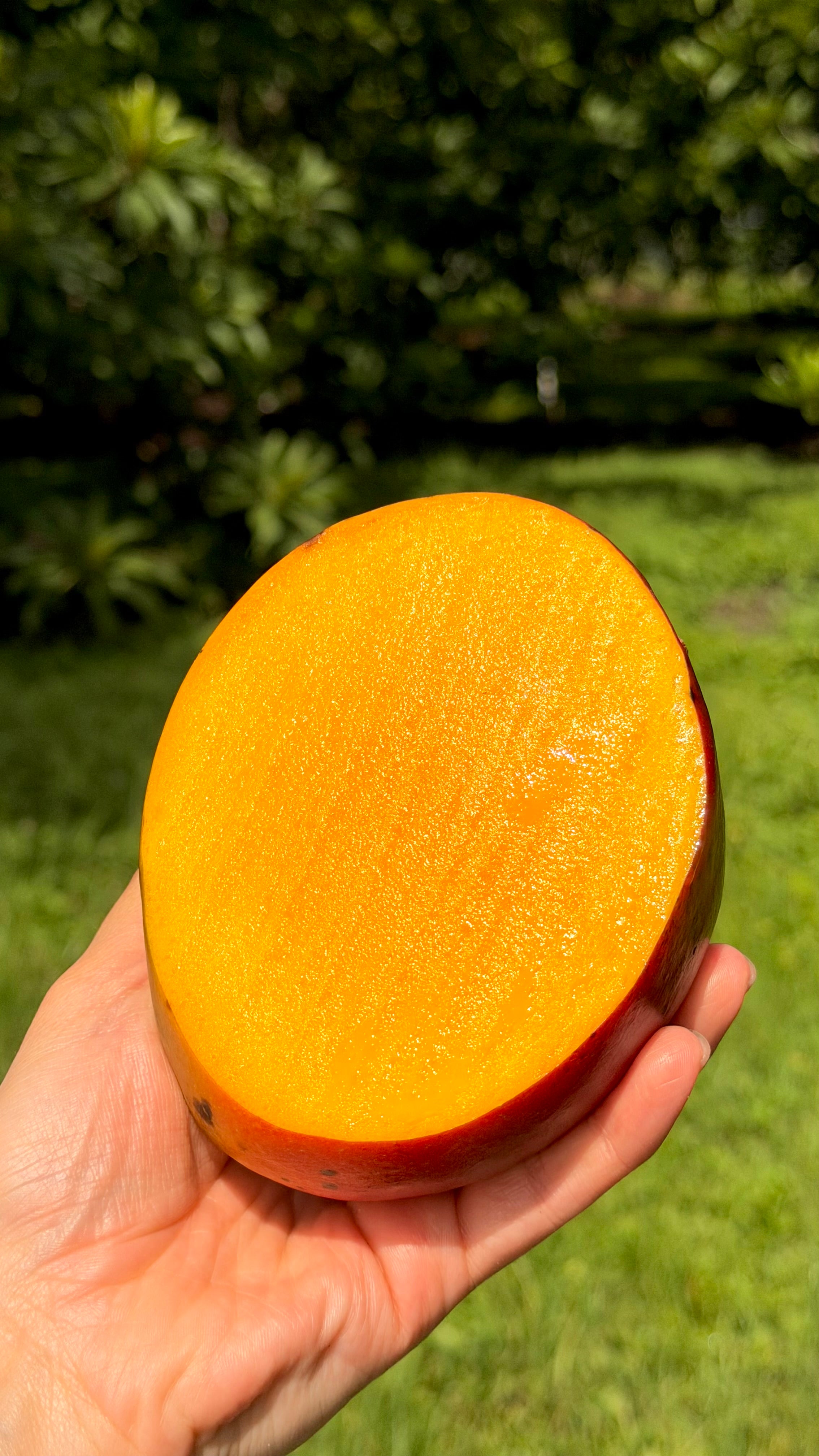 Tommy Atkins Mango 10lbs Box