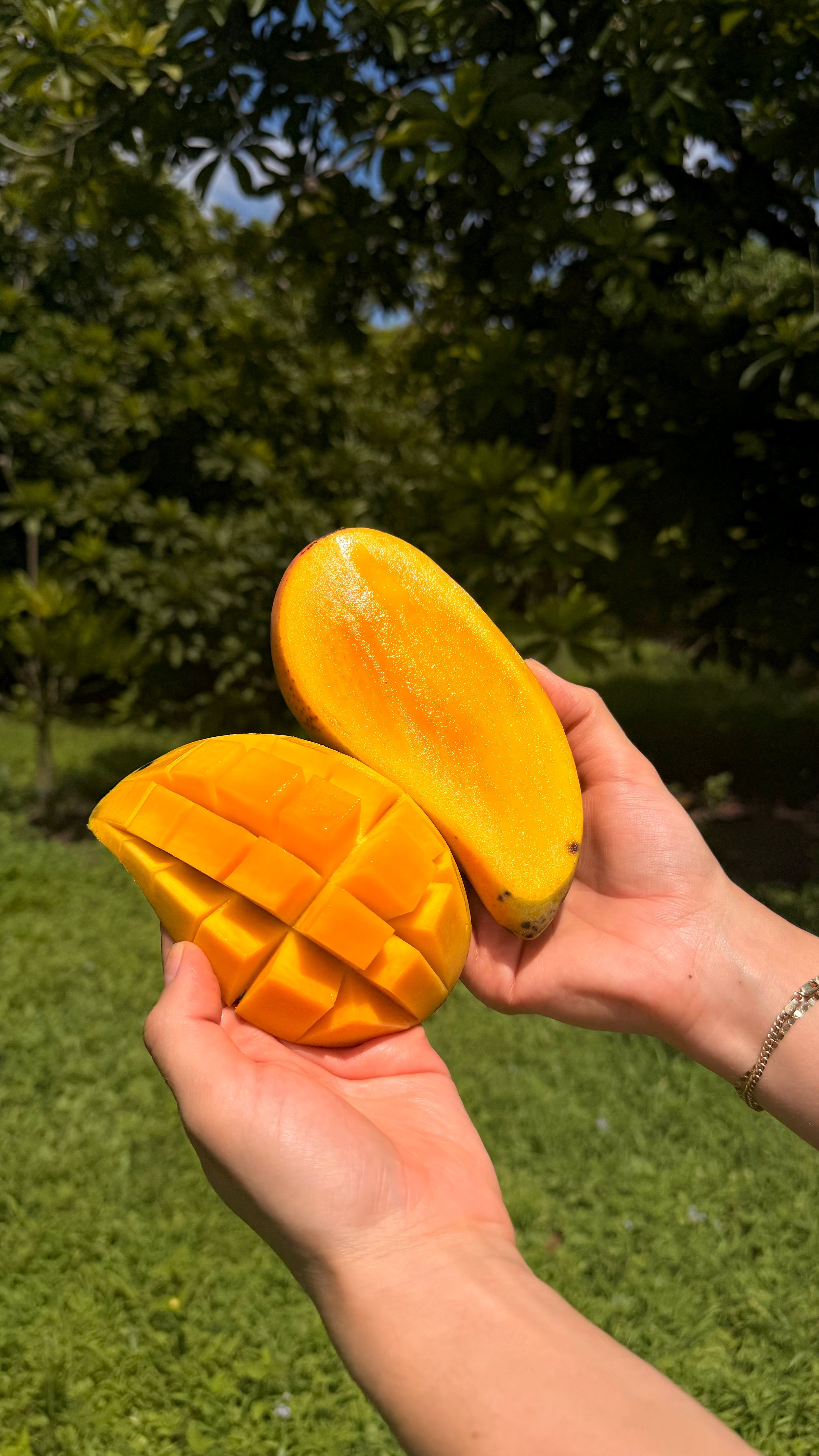 Nam Dok Mai Mango Box