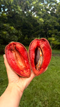 Lorito Mamey Box