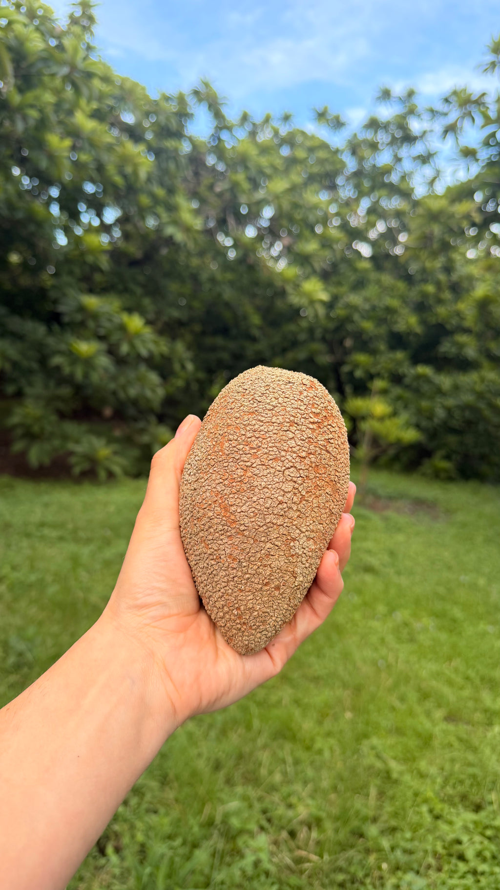 Lorito Mamey Box