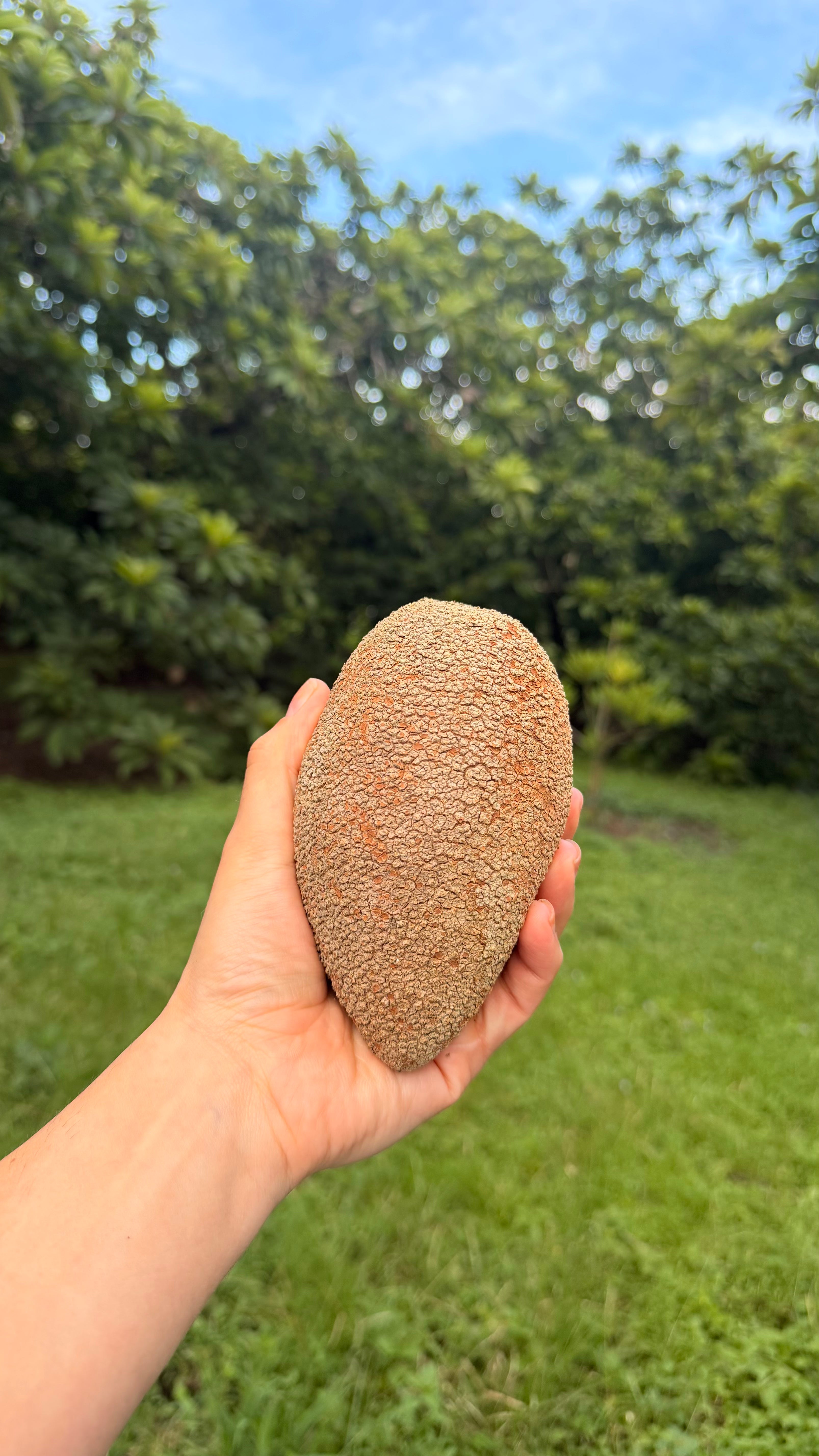 Lorito Mamey Box