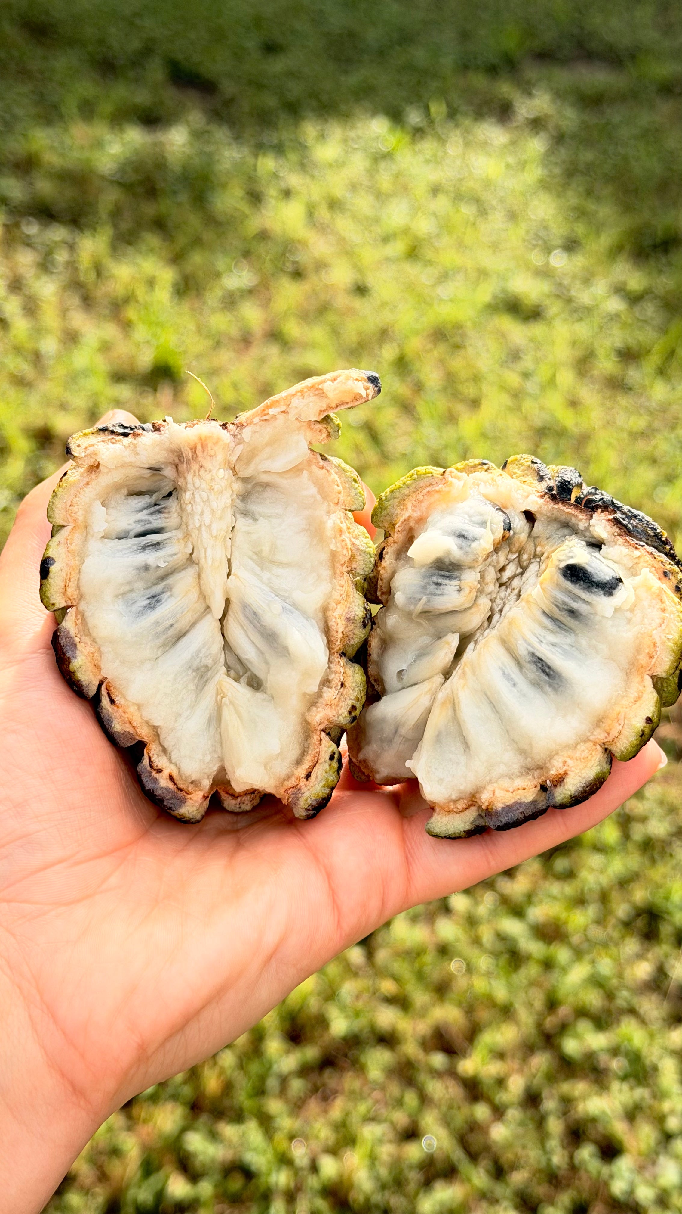 Sugar Apple Annona Box
