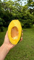 Dupuis Avocado Box
