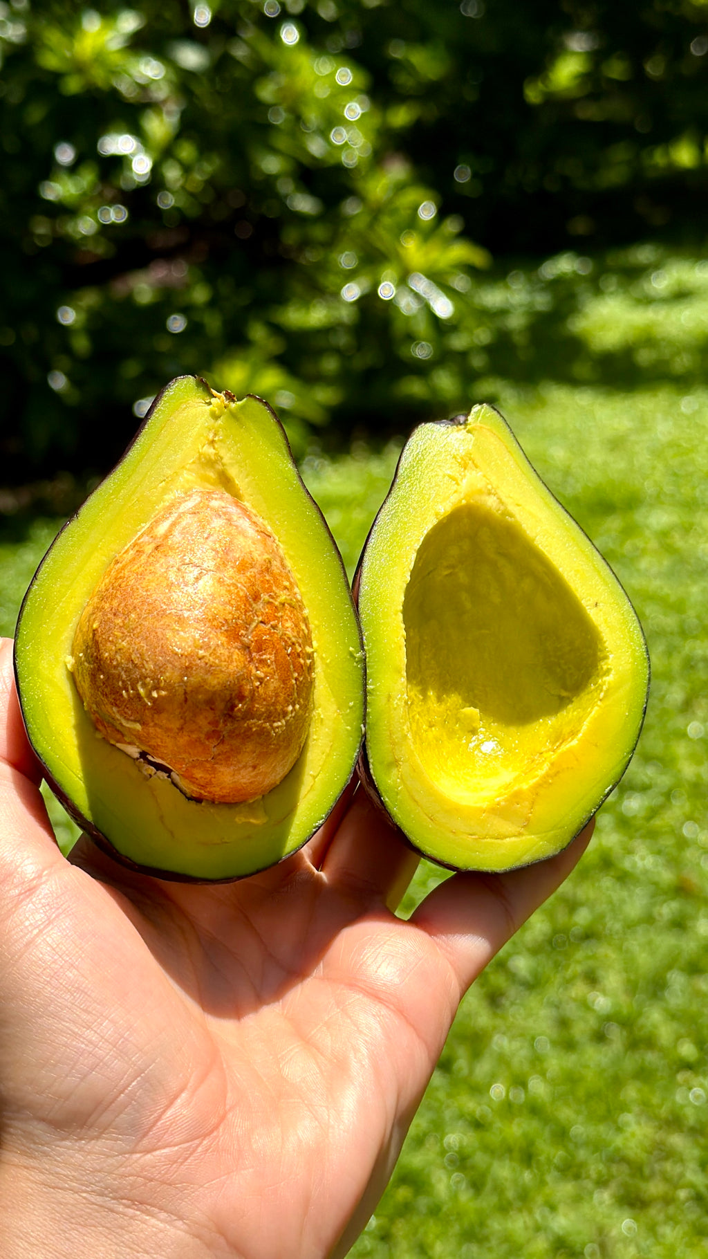 Mexicola Avocado Box