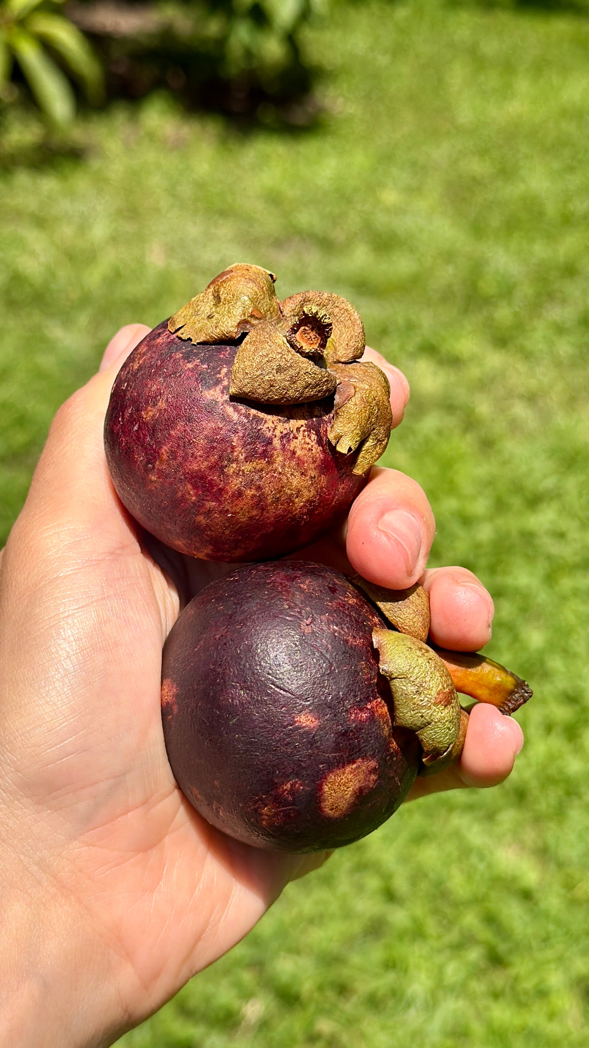 Mangosteen Fruit Box