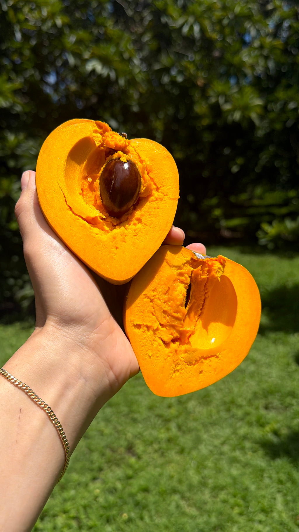 Eggfruit (Canistel) Box