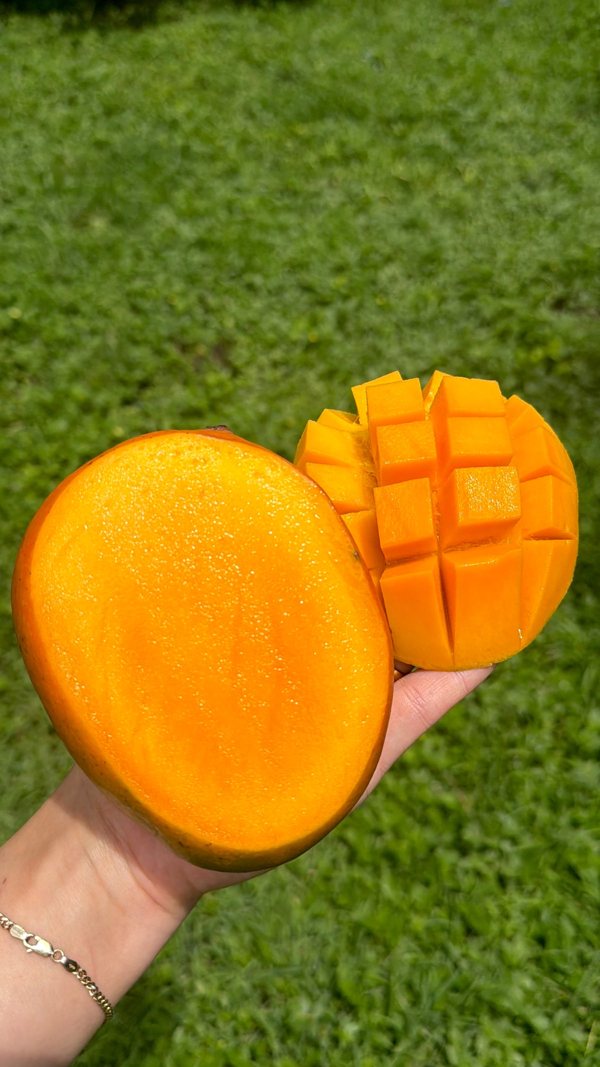Kent Mango Box