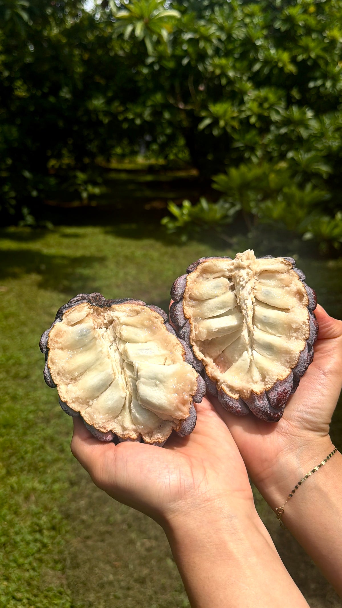 Kampong Mauve Sugar Apple Box
